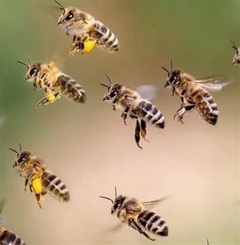 ahuyentar abejas